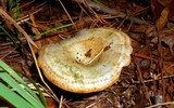 Lactarius pseudodeliciosus image