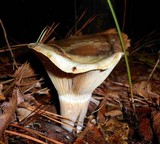 Lactarius pseudodeliciosus image