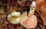 Lactarius pseudodeliciosus image