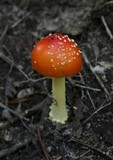 Amanita parcivolvata image