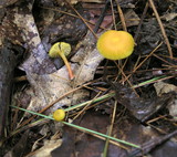 Hygrocybe parvula image