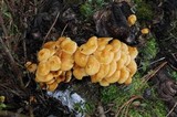 Flammulina mexicana image