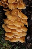 Flammulina mexicana image
