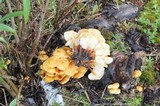 Flammulina mexicana image