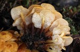 Flammulina mexicana image