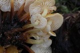 Flammulina mexicana image