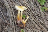 Flammulina mexicana image