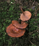 Lactarius camphoratus image