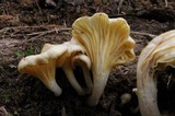 Chrysomphalina strombodes image