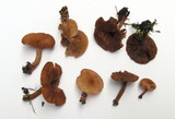 Lactarius camphoratus image