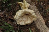 Chrysomphalina strombodes image