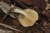 Chrysomphalina strombodes image