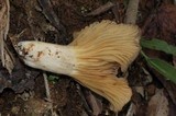 Chrysomphalina strombodes image