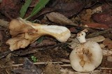 Chrysomphalina strombodes image