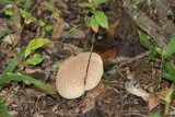 Calvatia pyriformis image