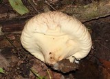 Calvatia pyriformis image