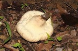 Calvatia pyriformis image