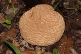 Calvatia pyriformis image