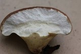 Calvatia pyriformis image