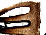 Psilocybe banderillensis image