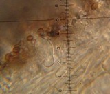 Psilocybe banderillensis image
