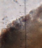 Psilocybe banderillensis image