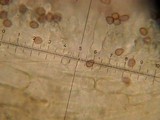 Psilocybe banderillensis image