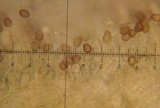 Psilocybe banderillensis image