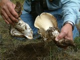 Catathelasma ventricosum image