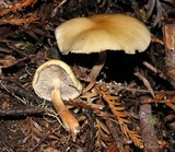Hypholoma capnoides image
