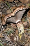 Gomphidius oregonensis image