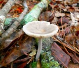 Amanita sect. Vaginatae image