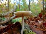 Amanita sect. Vaginatae image