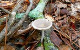 Amanita sect. Vaginatae image