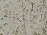 Psilocybe banderillensis image