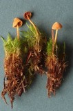 Galerina subcerina image