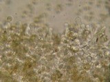 Galerina subcerina image