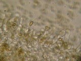 Galerina subcerina image