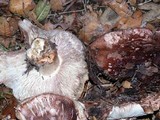Tricholoma dryophilum image