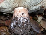 Tricholoma dryophilum image