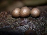 Lycogala epidendrum image