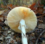 Amanita brunnescens image