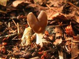 Helvella compressa image