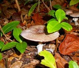 Agaricus placomyces image