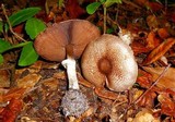 Agaricus placomyces image