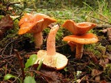 Lactarius subviscidus image