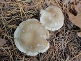 Tricholoma saponaceum image