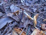 Gymnopilus sapineus image