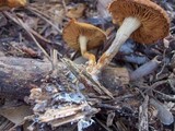 Gymnopilus sapineus image