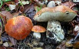 Leccinum manzanitae image